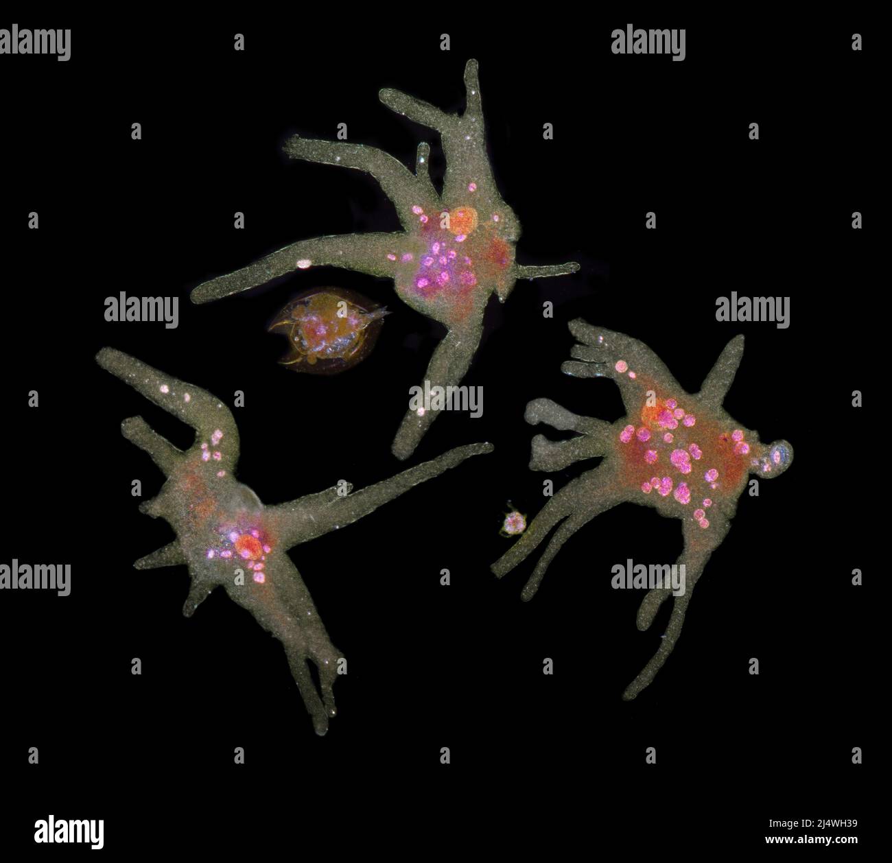 Amöben-Proteus, gefärbte Proben, Dunkelfeld-Photomikrograph Stockfoto