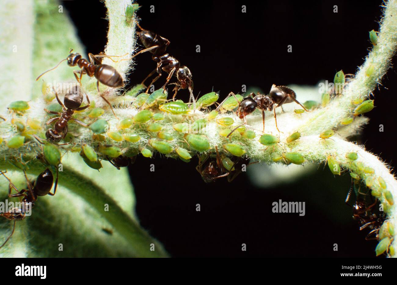 Holzameisen „vergilben“ Blattläuse für ihren süßen Nektar Stockfoto