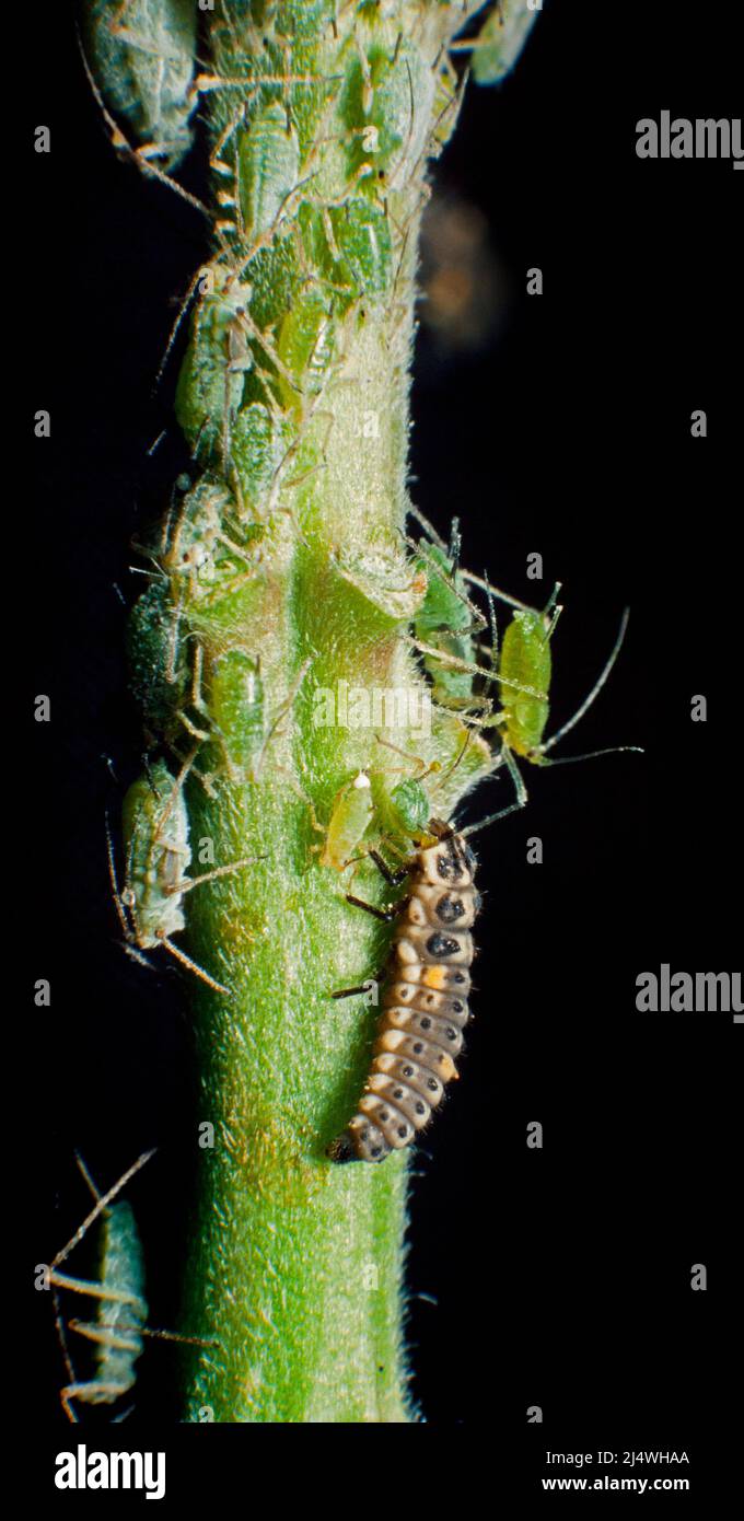 Marienkäfer-Larve, die sich von Blattläusen ernährt (Grünfliege) Stockfoto