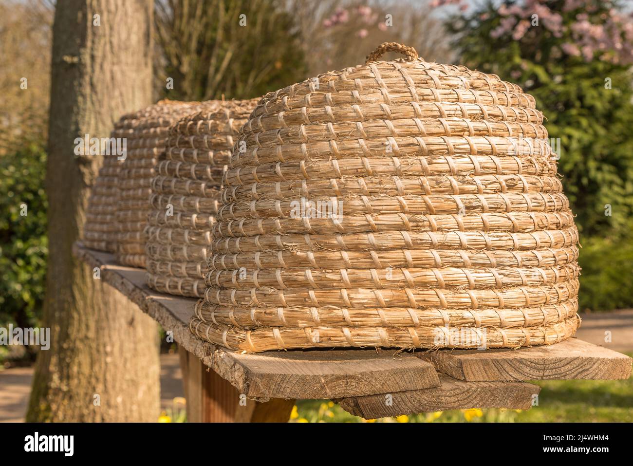 Lisse, Niederlande, April 2022. Nahaufnahme von Bienenstöcken auf einem Regal. . Hochwertige Fotos Stockfoto