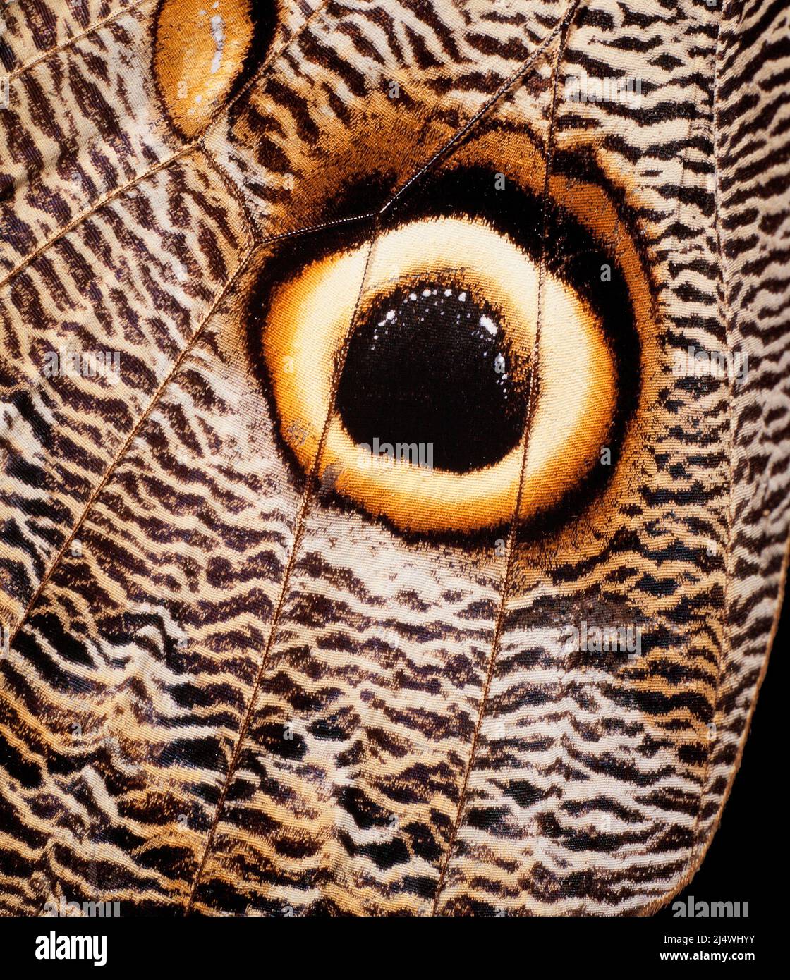 Eule Schmetterling, Caligo sp. Auge Punkt Flügel Detail. Stockfoto