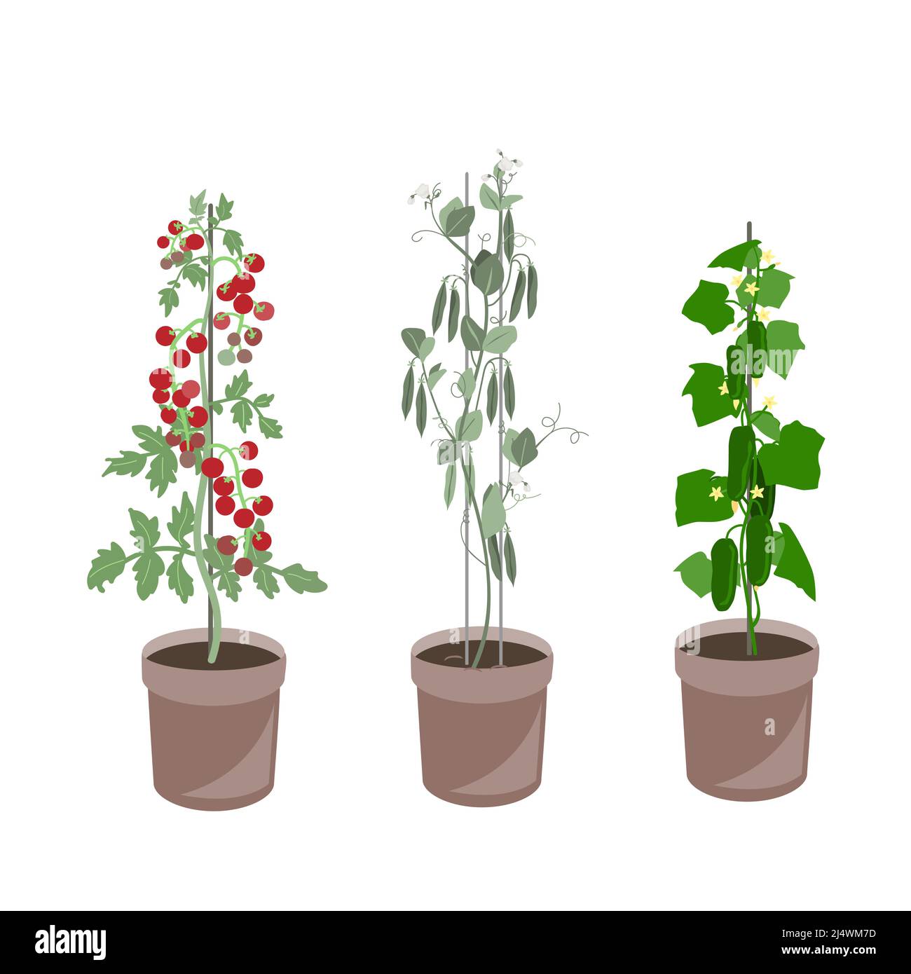 Selbst Angebaute Gemüseset. Gurken, Tomaten und grüne Erbsenpflanzen in einem Behälter. Bio-Gemüse in Blumentöpfen. Vektorsammlung isoliert auf Stock Vektor Selbst Angebaute Gemüseset. Gurken, Tomaten und grüne Erbsenpflanzen in einem Behälter. Bio-Gemüse in Blumentöpfen. Vektorsammlung isoliert auf Stock Vektor