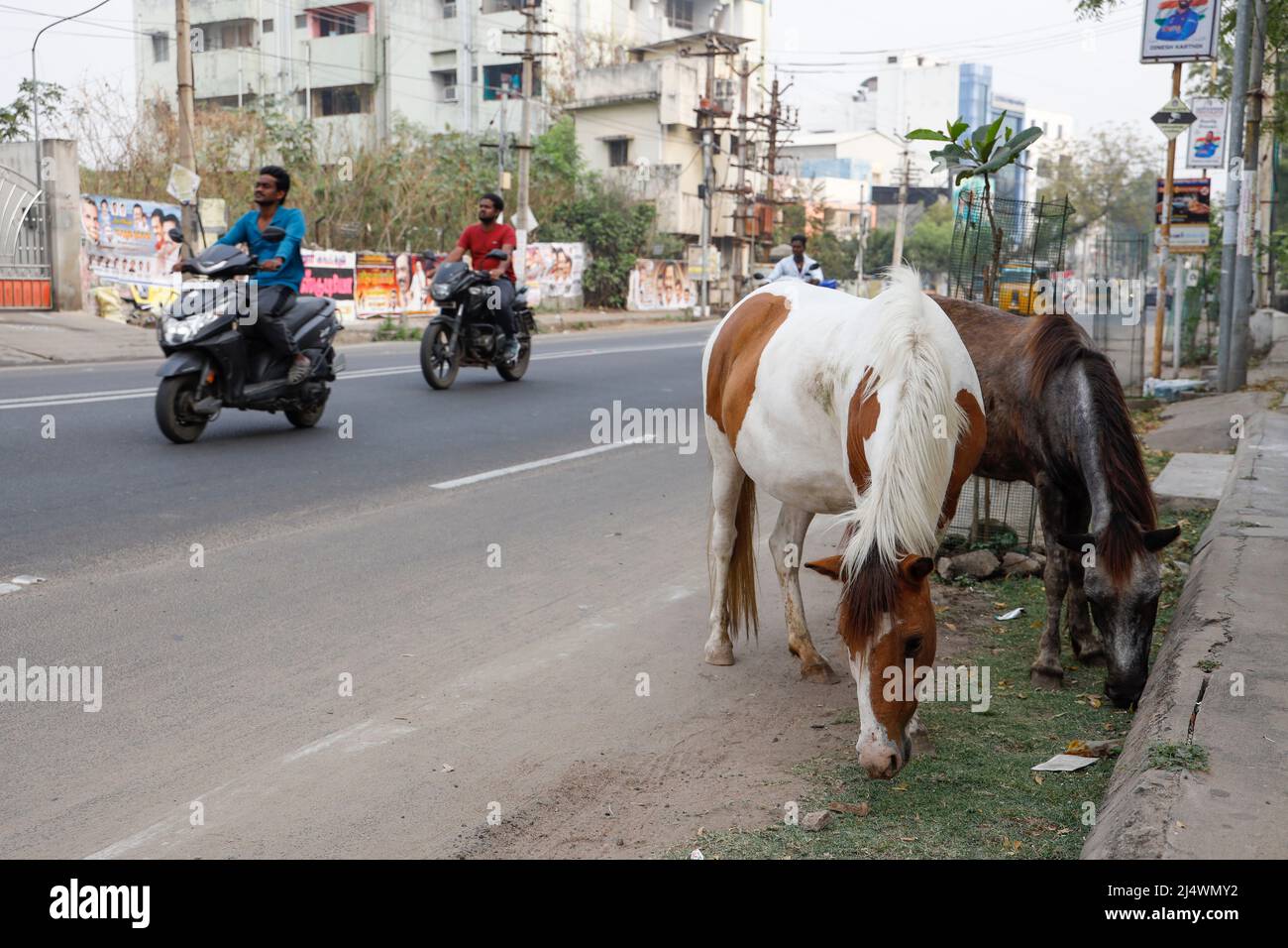 Zwei Roaming-Pferde in den Straßen von Trichy, Tamil Nadu, Indien Stockfoto