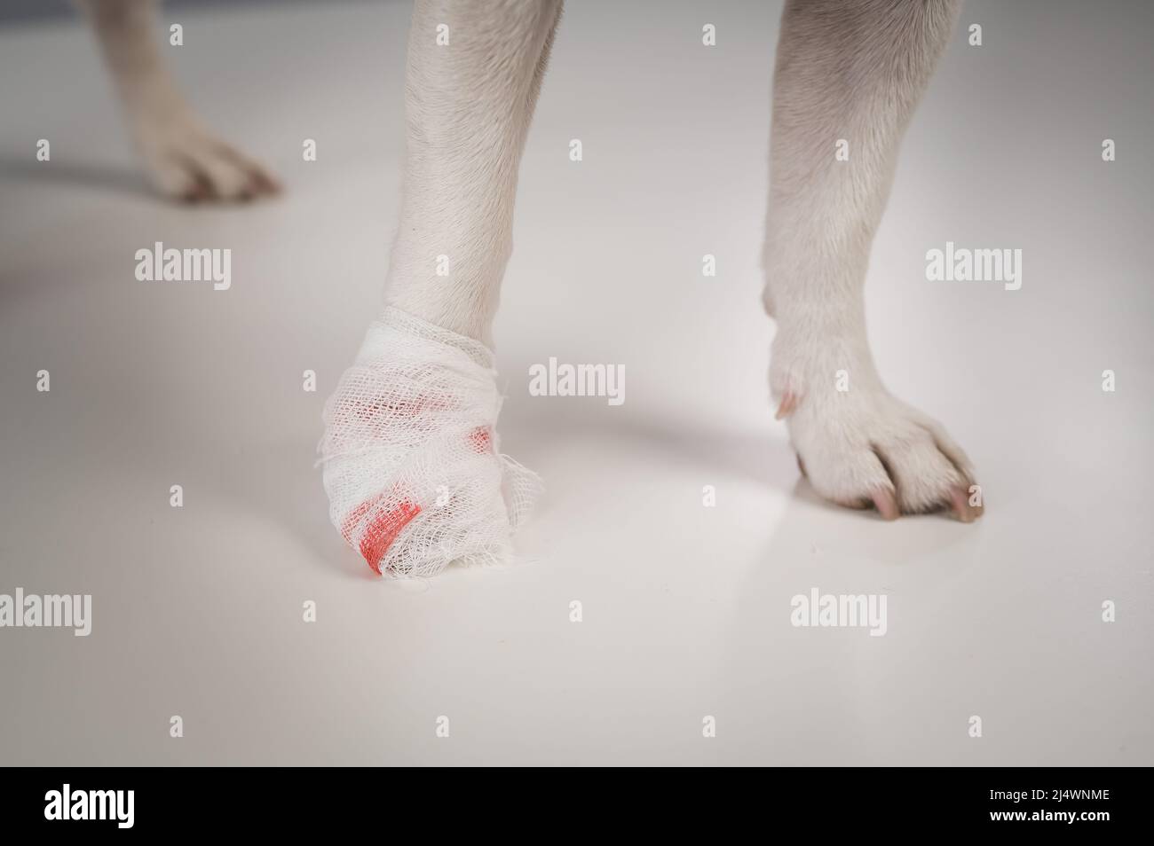 Nahaufnahme der Pfote eines verbundenen Hundes auf weißem Hintergrund. Stockfoto