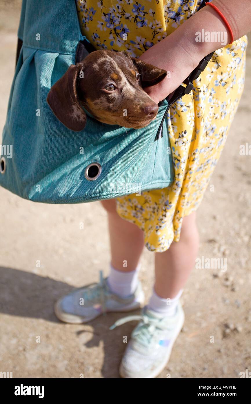 Junges Mädchen, das ihren Dachshund-Welpen in einer Hundetasche trägt Stockfoto