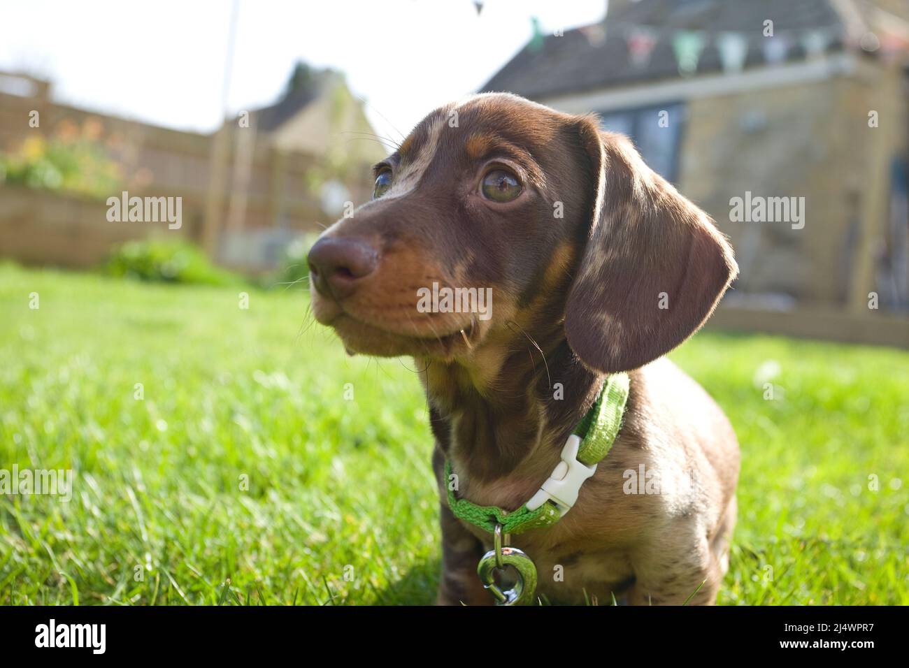 Dackel Welpen Stockfoto