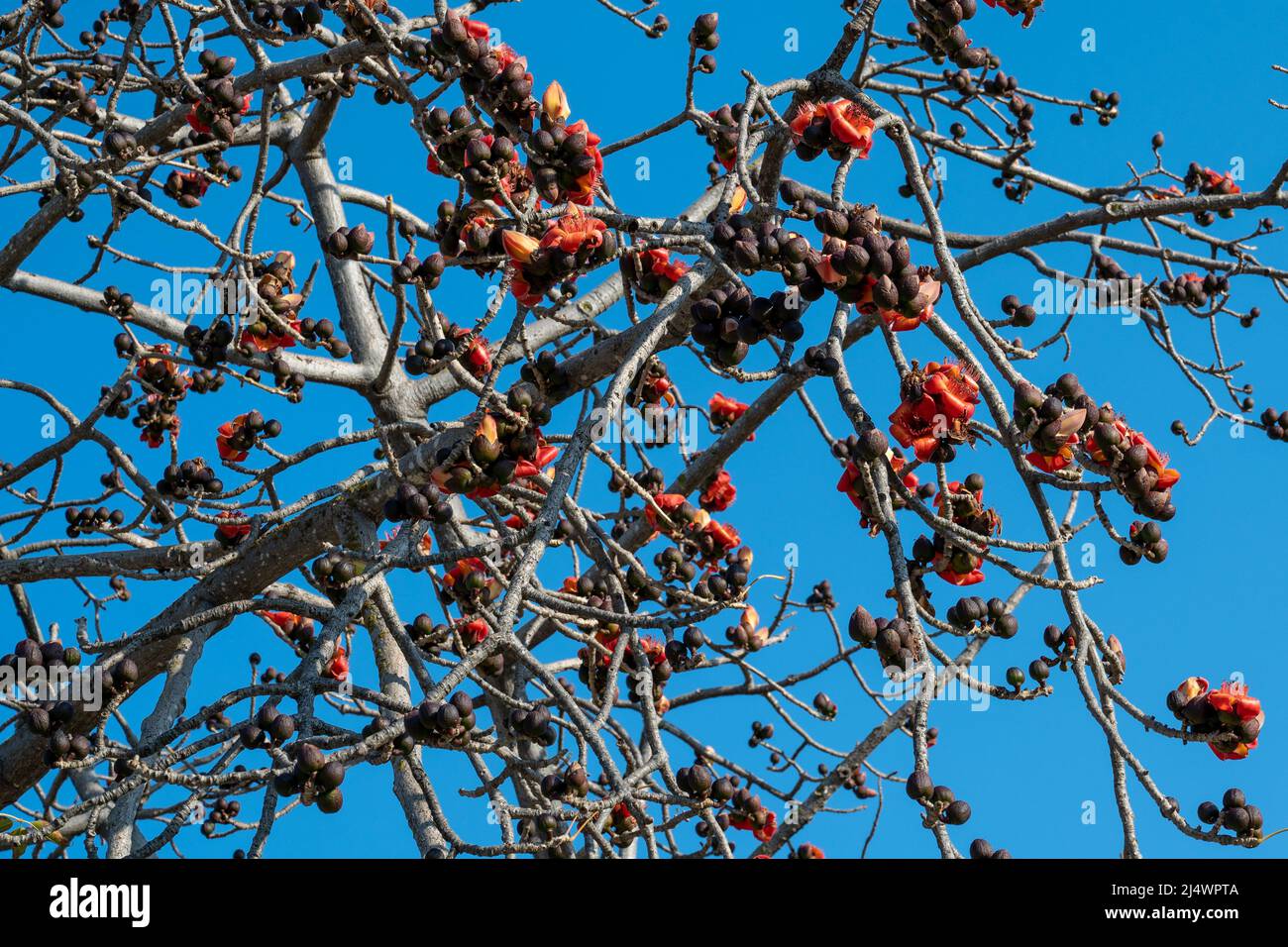 Schöne rote Blumen auf dem Baum. Blüht den Bombax Ceiba oder Cotton Tree am Toten Meer. Nahaufnahme. Stockfoto