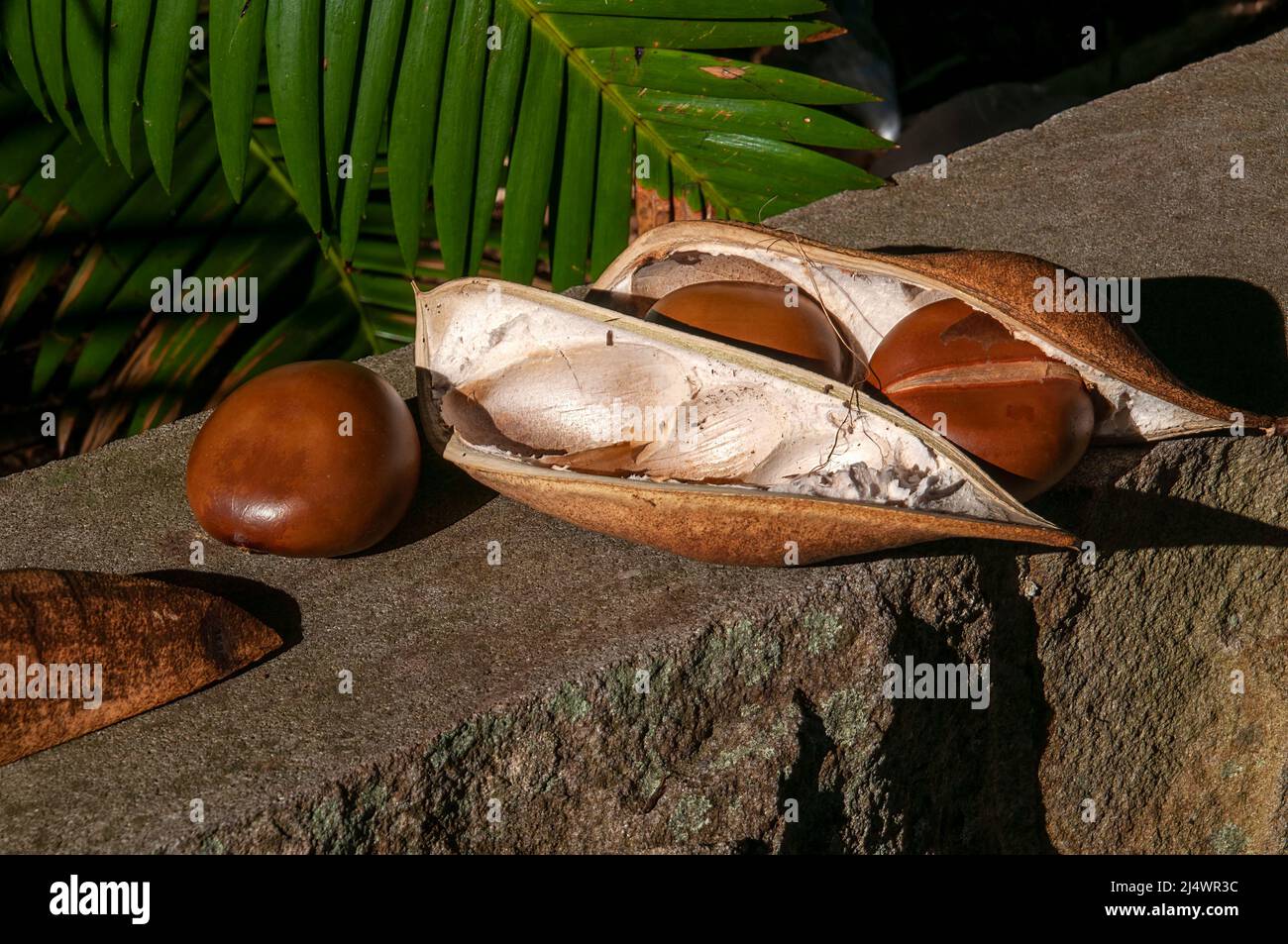 Sydney Australia, offene Samenhülse einer moreton Bay Chestnut oder einer schwarzen Bohne, die an der Ostküste Australiens in Queensland und New South Wales beheimatet ist. Stockfoto