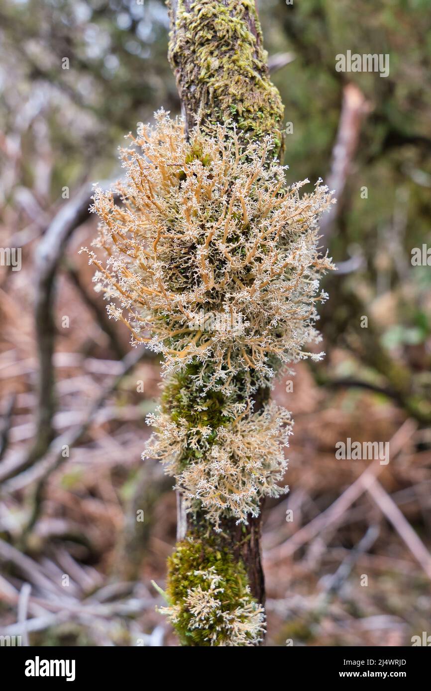 Ein Sphaerophorus globosus ist eine Flechtenart der Familie Sphaerophoraceae, die auf einer Erika arborea auf Madeira, Portugal, gefunden wurde Stockfoto