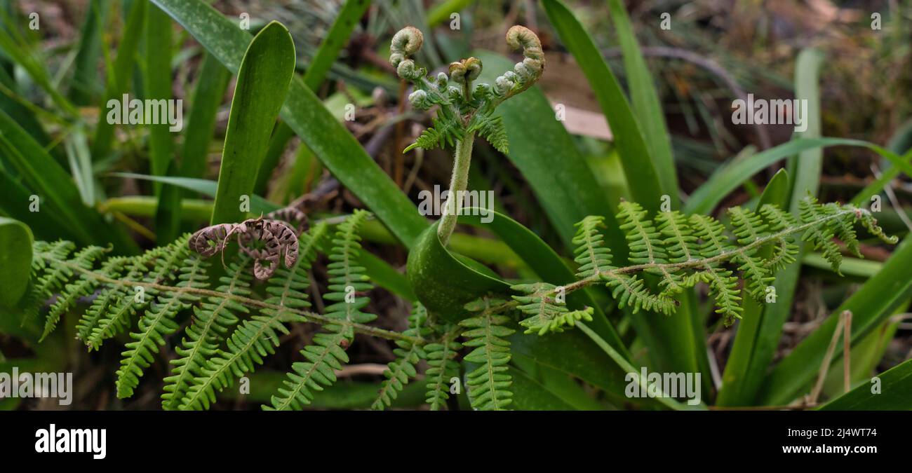 Nahaufnahme von jungen Trieben auf einer gemeinen Bracken-pteridium aquilinum-Pflanze, Farn, Madeira Stockfoto