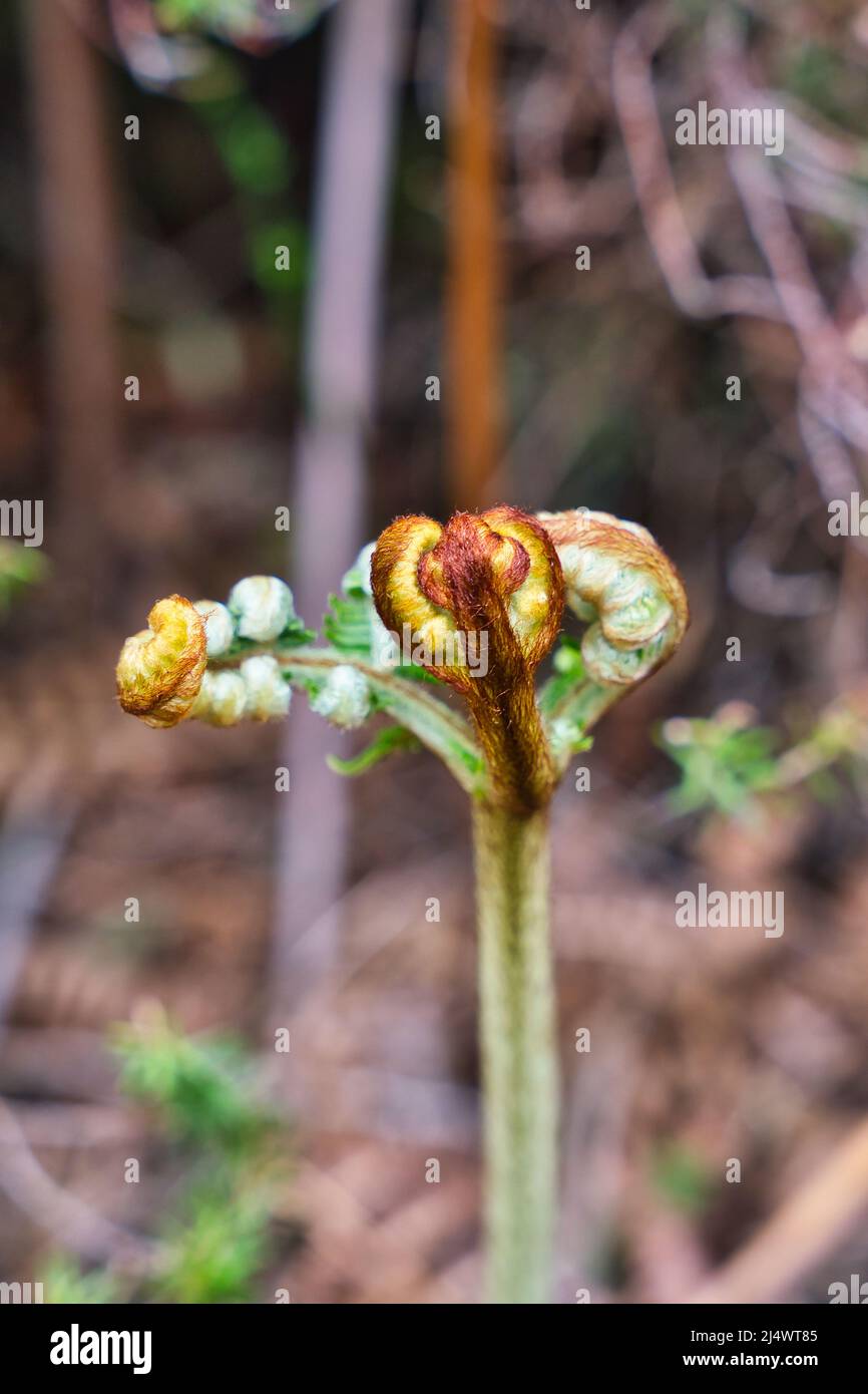 Nahaufnahme von jungen Trieben auf einer gemeinen Bracken-pteridium aquilinum-Pflanze, Farn, Madeira Stockfoto