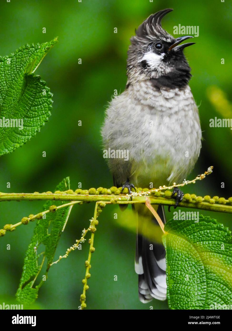 Nahaufnahme eines gelben, belüfteten Bulbul (Pycnonotus goiavier), der auf einem Ast im Wald sitzt. Stockfoto