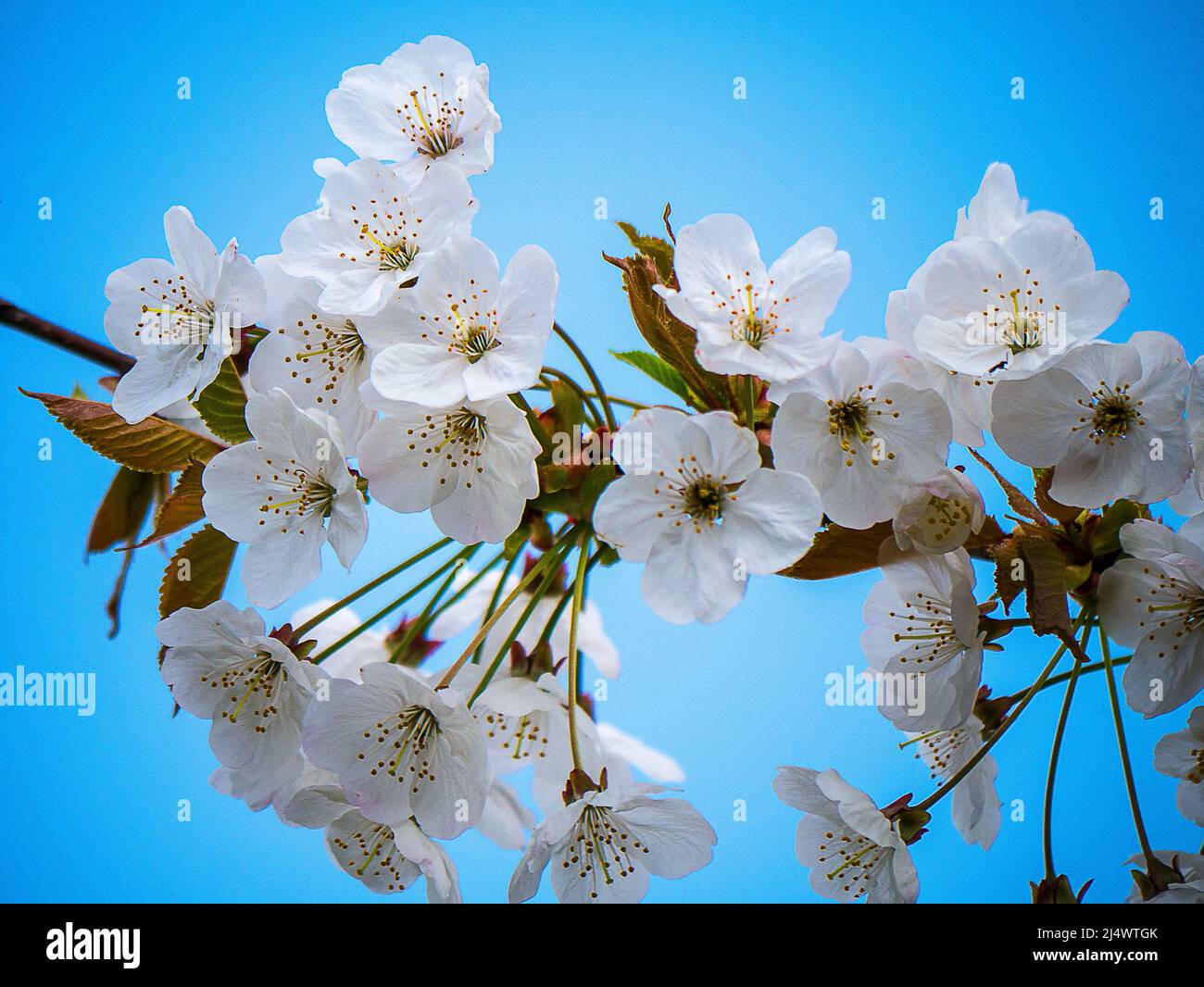 Diese weiße Blüte ist ein japanischer Kirschbaum, der zwar Kirschen produziert, aber ungenießbar und winzig ist Stockfoto Diese weiße Blüte ist ein japanischer Kirschbaum, der zwar Kirschen produziert, aber ungenießbar und winzig ist Stockfoto