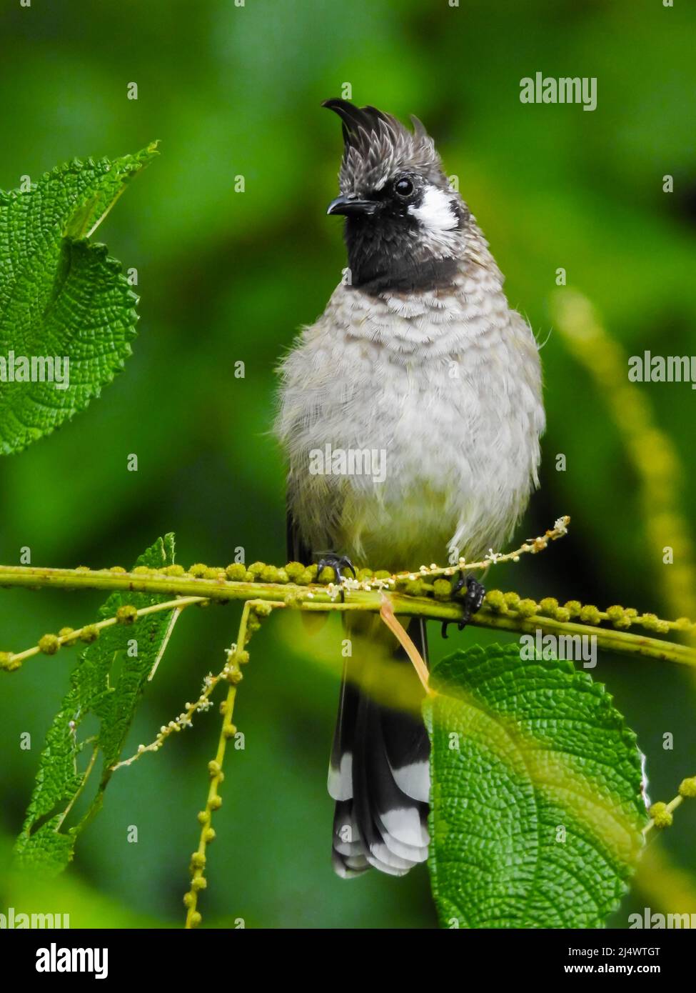 Nahaufnahme eines gelben, belüfteten Bulbul (Pycnonotus goiavier), der auf einem Ast im Wald sitzt. Stockfoto