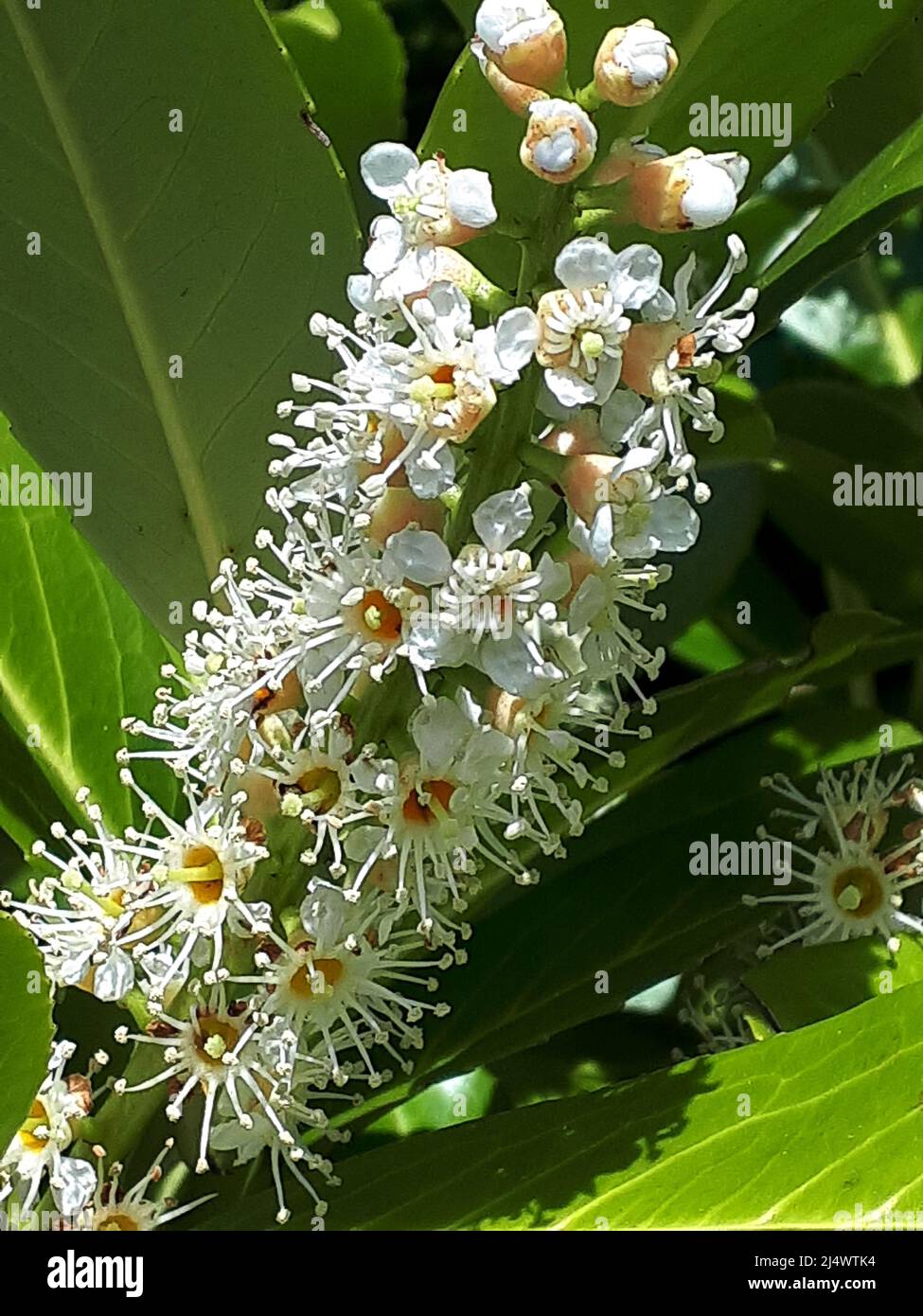 Eine der frühen Blüten des Frühlings in Nordengland.Diese Lorbeer-Blume ist tödlich gefährlich, da alle Teile dieser beliebten Absicherungspflanze giftig sind Stockfoto Eine der frühen Blüten des Frühlings in Nordengland.Diese Lorbeer-Blume ist tödlich gefährlich, da alle Teile dieser beliebten Absicherungspflanze giftig sind Stockfoto