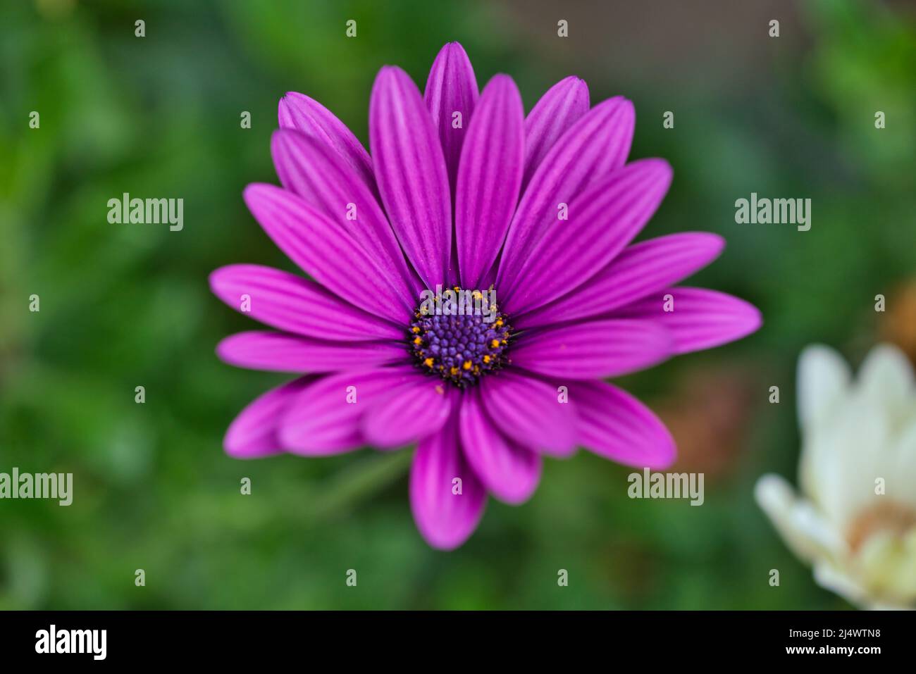 Blüten von Osteospermum ecklonis oder Dimorphotheca ecklonis oder Cape marguerite Stockfoto