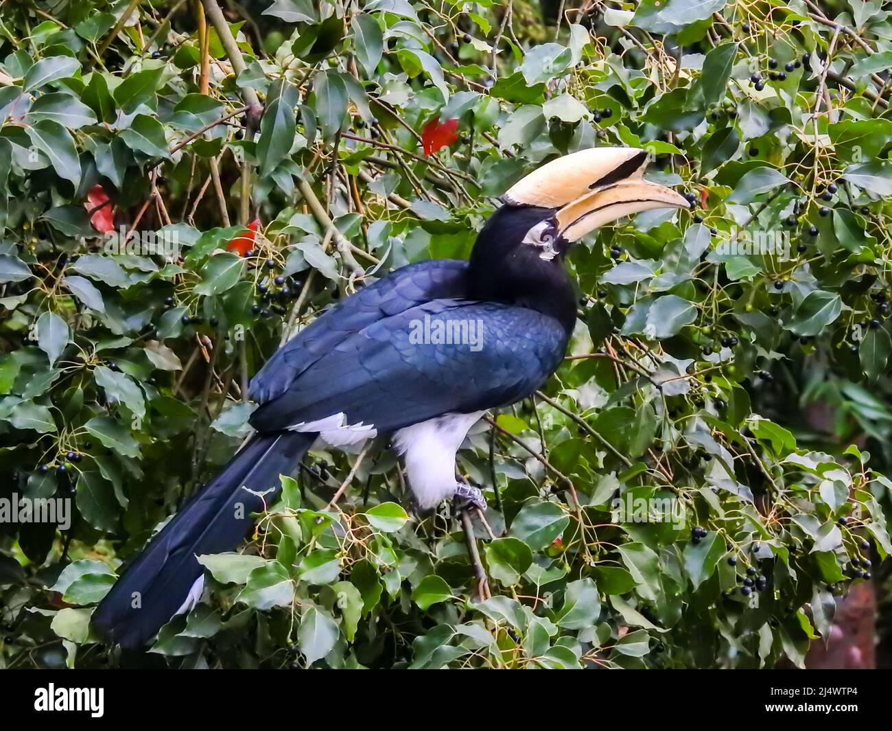 Eine Nahaufnahme des orientalischen Hornbills, Anthracoceros albirostris, im Wald, der Samen von den Bäumen frisst.zwei weitere gebräuchliche Namen für diese Art Stockfoto