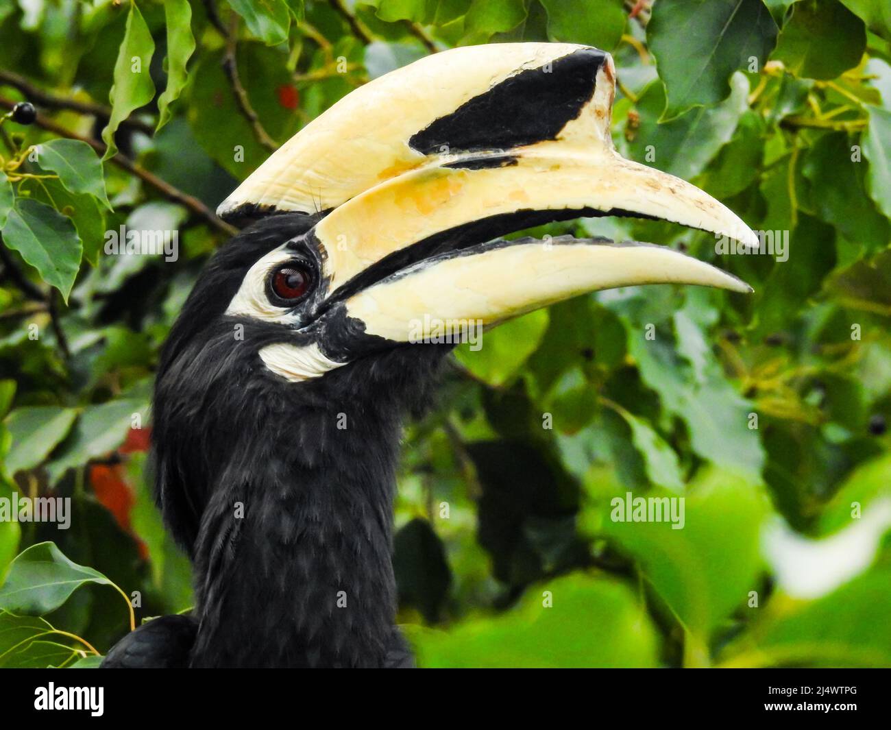 Eine Nahaufnahme des orientalischen Hornbills, Anthracoceros albirostris, im Wald, der Samen von den Bäumen frisst.zwei weitere gebräuchliche Namen für diese Art Stockfoto