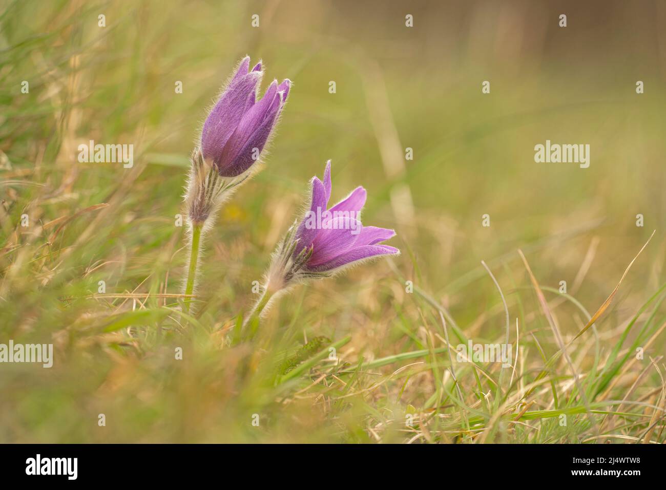 Passque Flower, Pulsatilla vulgaris, Mitte April in Heartfordshire Stockfoto