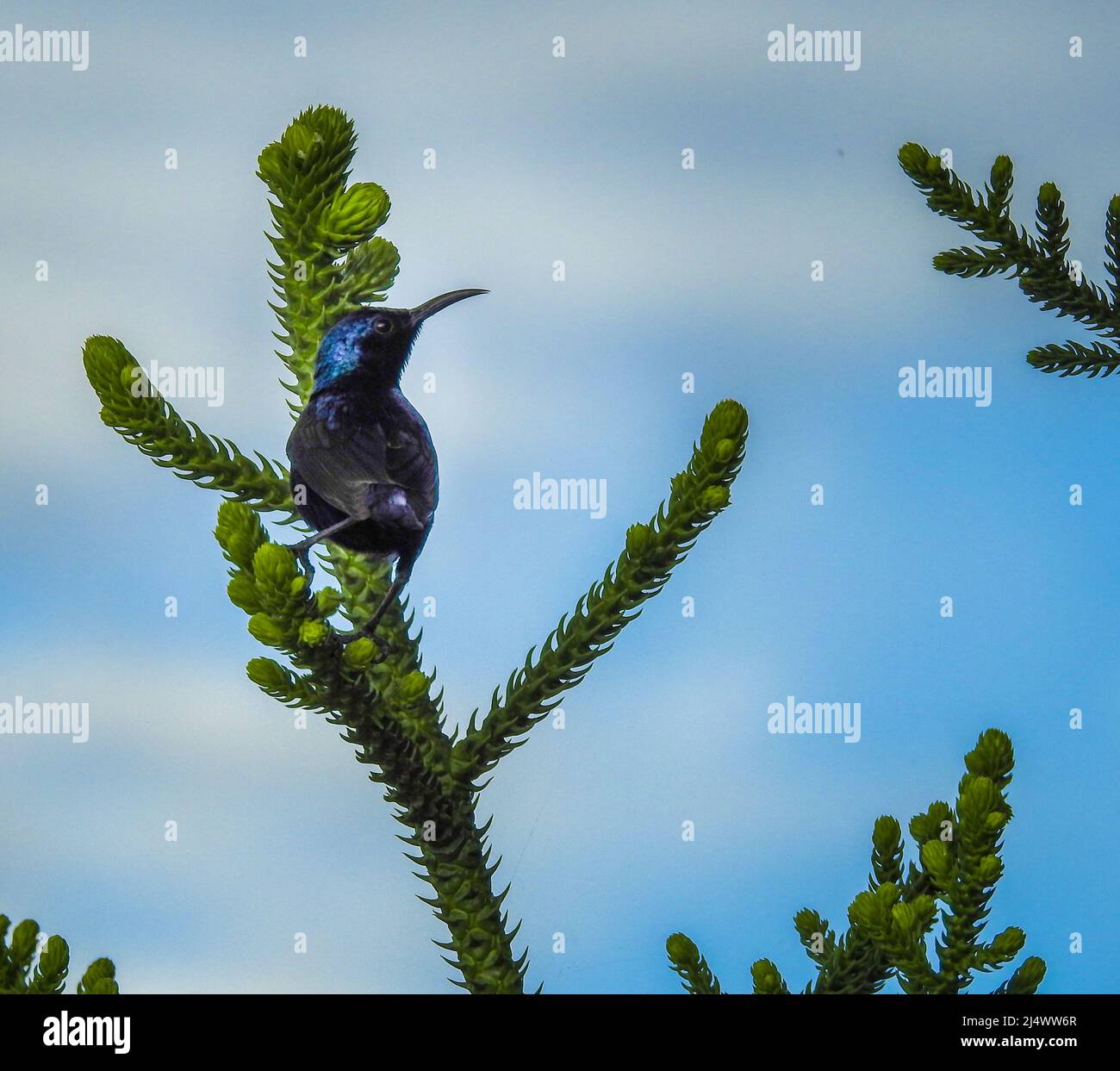 Der palästinensische Sonnenvögel (Cinnyris osea) sitzt auf einem grünen Ast. Es ist ein kleiner Singvögel der Familie der Sonnenvögel, Nectariniidae, auch bekannt als Stockfoto