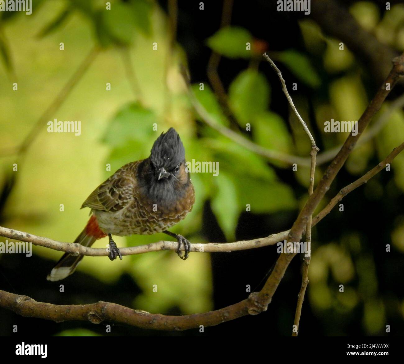 Eine Nahaufnahme eines rot belüfteten Bulbul (Pycnonotus cafer), der auf einem Ast im Wald sitzt. Stockfoto