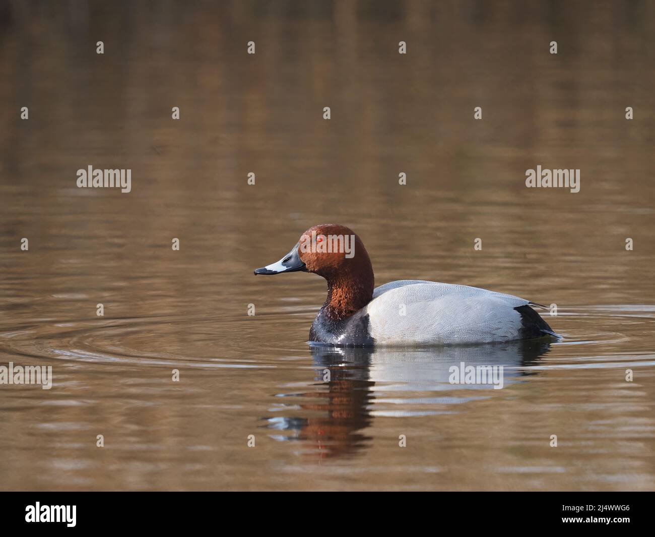 Pochard in St Aidan, s Leeds, züchtet im April, obwohl es Schauaktivitäten gab. Stockfoto