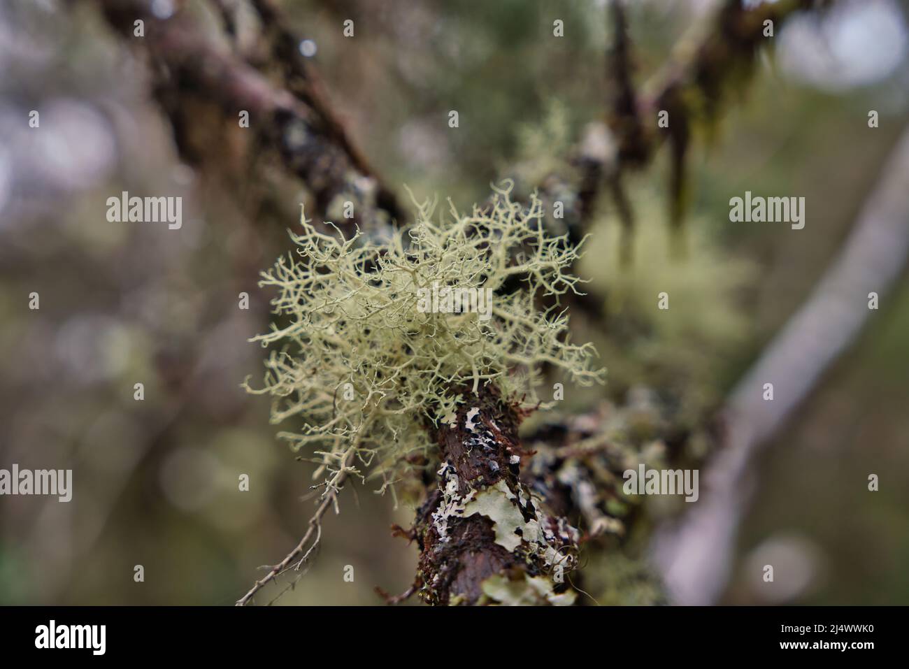 Pseudevernia furfuracea, allgemein bekannt als Baummoos Stockfoto
