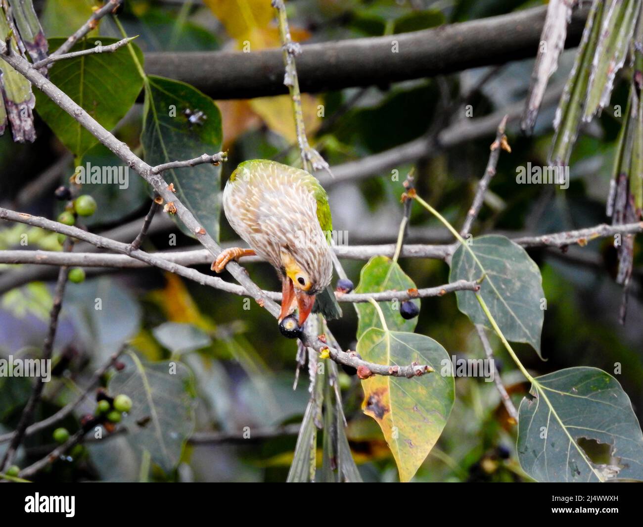 Der geradlinige Barbet (Psilopogon lineatus), der auf einem Baumstamm sitzt. Stockfoto