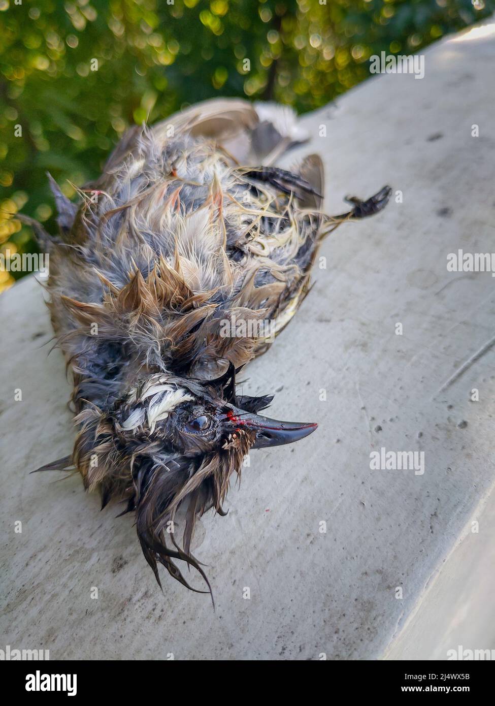 Ein toter Bulbul-Vogel (Pycnonotus goiavier). Stockfoto