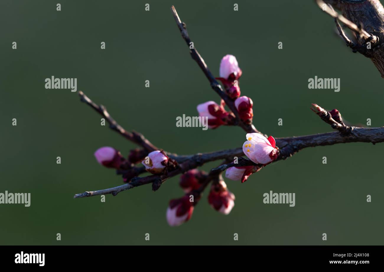 Blühender Aprikosenbaum. Weichfokus. Frühlingsfarben der Natur. Stockfoto