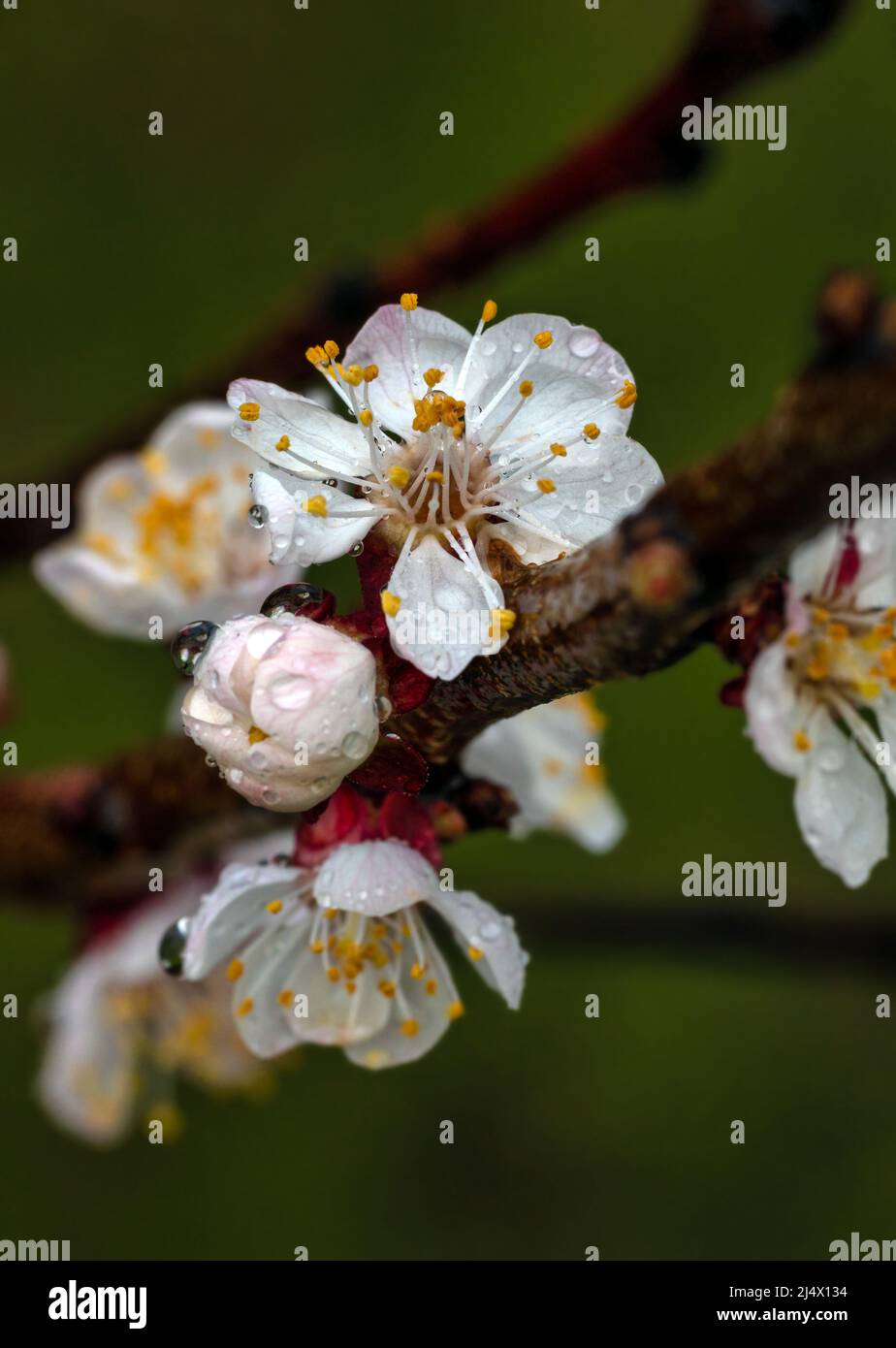 Blühender Aprikosenbaum. Weichfokus. Frühlingsfarben der Natur. Stockfoto