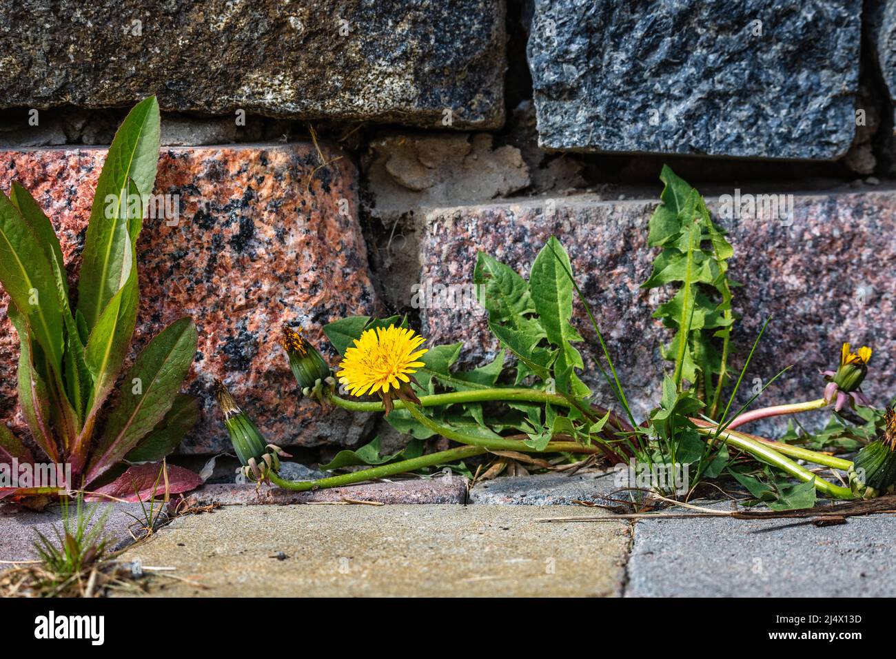 Blühender Elandelion auf dem Hintergrund einer Steinmauer. Stockfoto