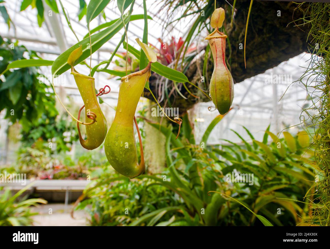 Die jardins suspendus (Hanging Gardens) von Le Havre, Frankreich, enthalten Gewächshäuser mit tropischen und fleischfressenden Pflanzen Stockfoto