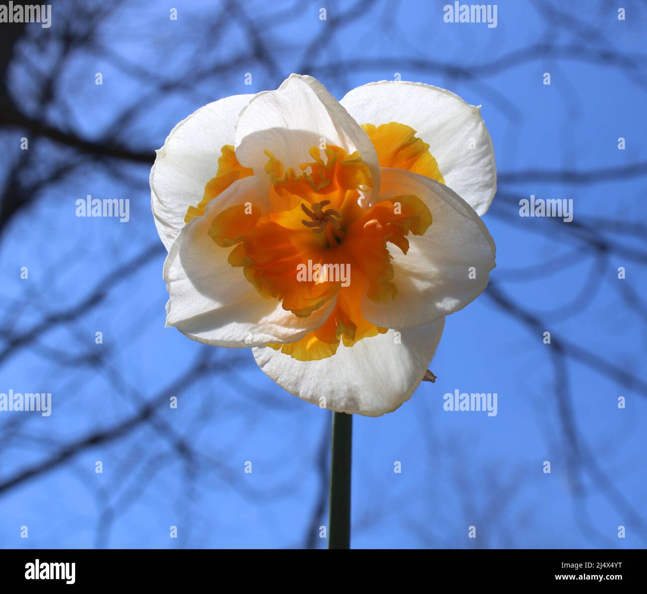 Eine Nahaufnahme eines Liebesrufs Double Daffodil Stockfoto