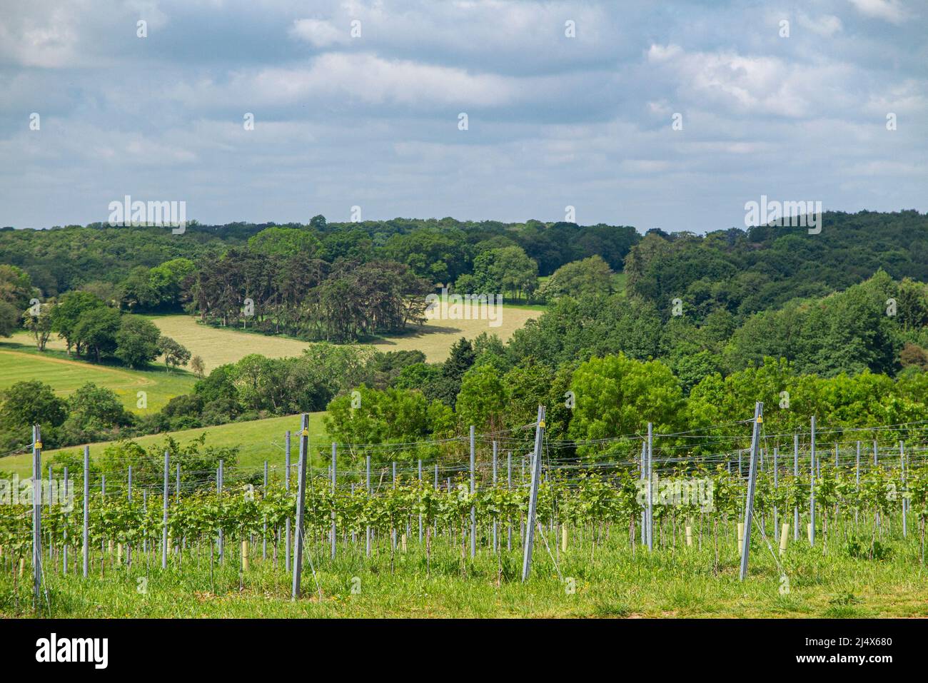 Junge Reben, die in einem englischen Weingut in Southy Oxfordshire wachsen Stockfoto