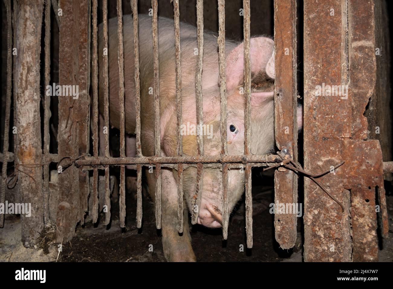 Das Schwein versucht aus dem Käfig zu kommen, Schweinefleisch bricht aus dem Stift. Stockfoto