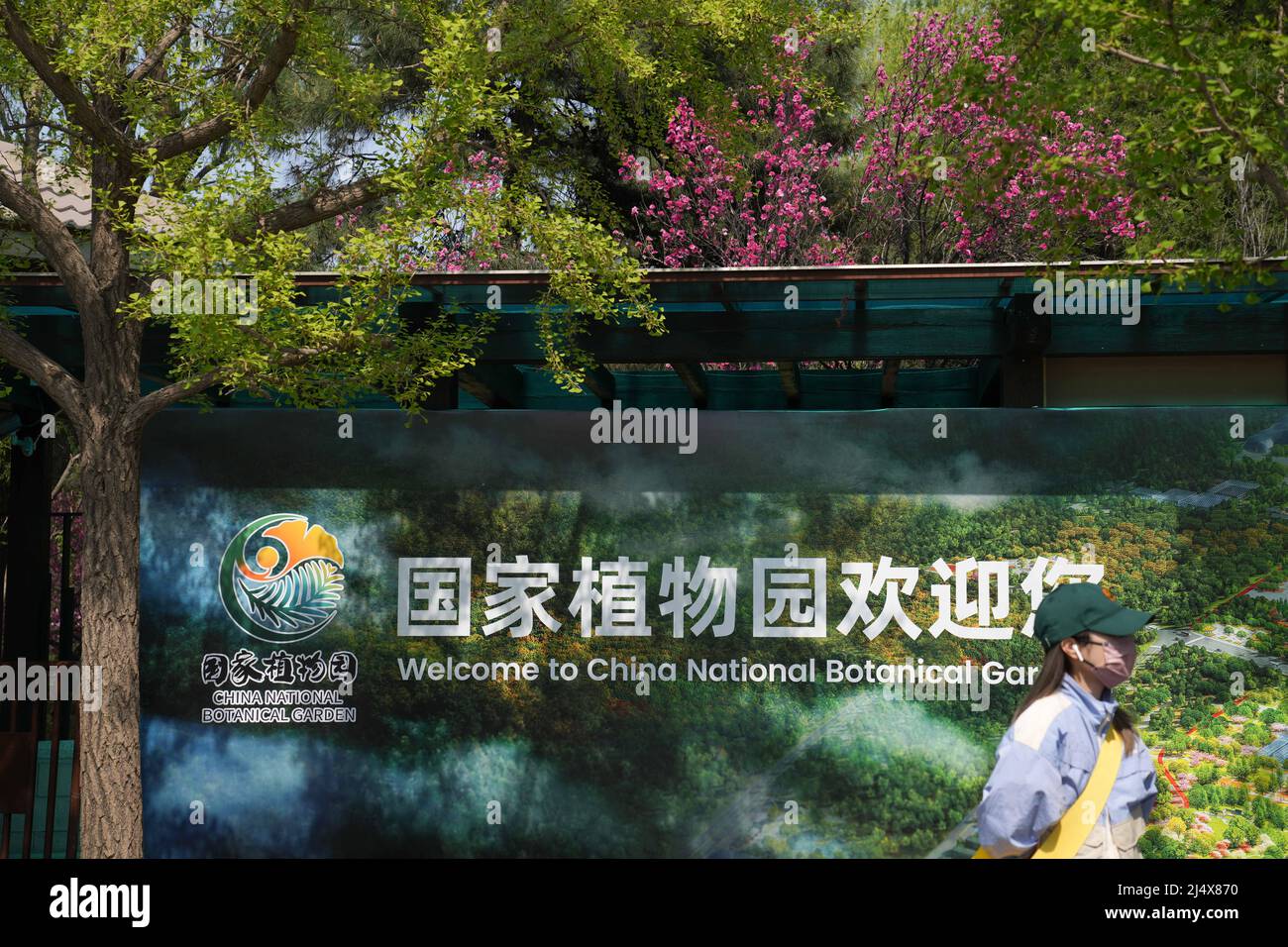 (220418) -- PEKING, 18. April 2022 (Xinhua) -- Eine Frau besucht den China National Botanical Garden in Peking, der Hauptstadt Chinas, 18. April 2022. Der China National Botanical Garden wurde am Montag in Peking offiziell eingeweiht, sagte die National Forestry and Grassland Administration.mit einer geplanten Fläche von 600 Hektar baut der nationale botanische Garten auf den Arbeiten des Instituts für Botanik unter der chinesischen Akademie der Wissenschaften und des Beijing Botanical Garden auf. Der nationale botanische Garten verfügt über mehr als 30.000 Pflanzenarten und 5 Millionen repräsentative Pflanzenexemplare aus fünf conti Stockfoto