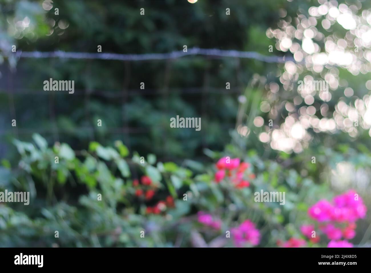 Nahaufnahme unschärfes Hintergrundbild von Bougainvillea Blumen mit Bokeh Hintergrund Stockfoto