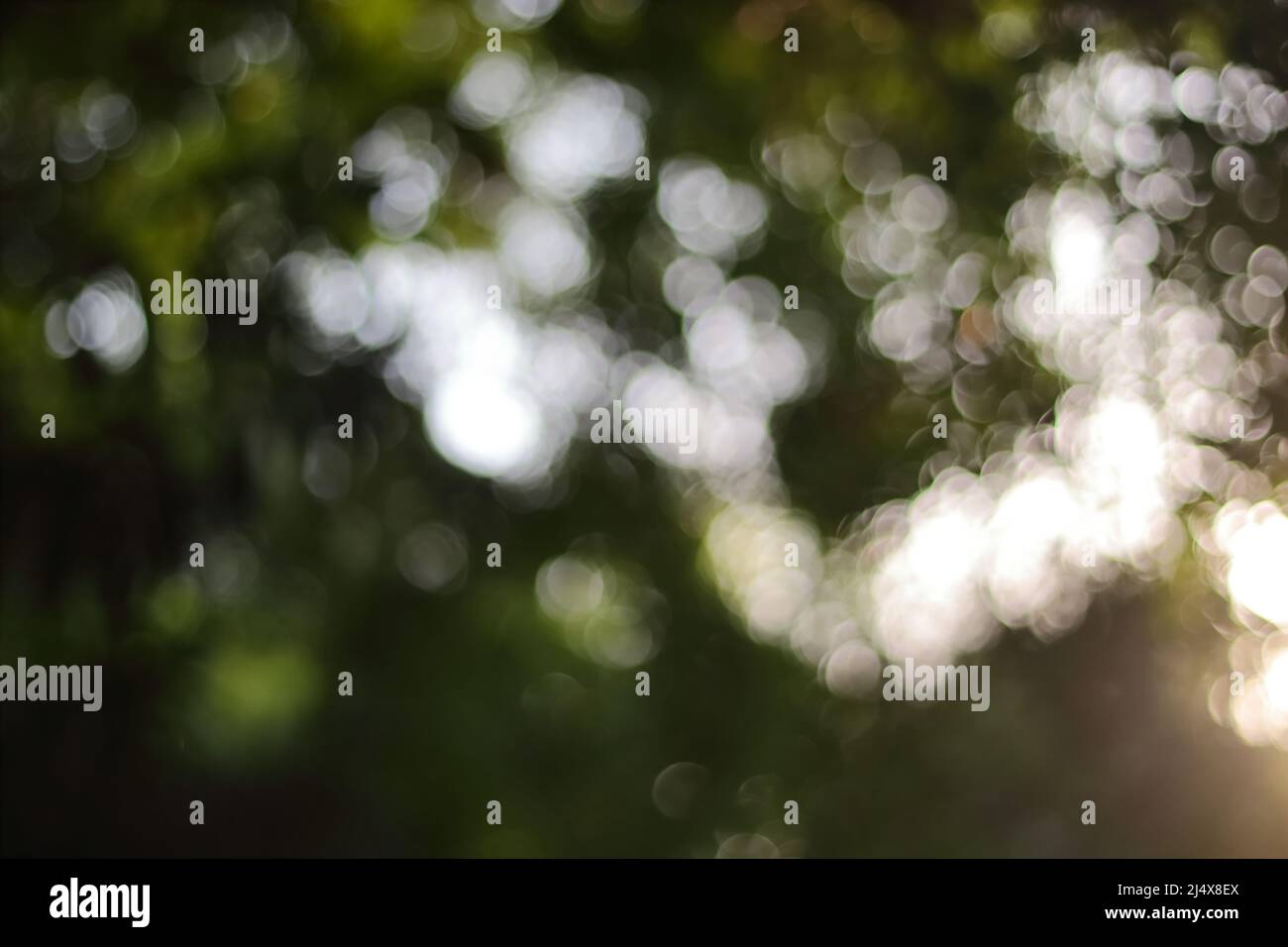 Nahaufnahme unschärfem Hintergrundfoto von grünem Naturbild und Blättern mit Bokeh-Hintergrund Stockfoto