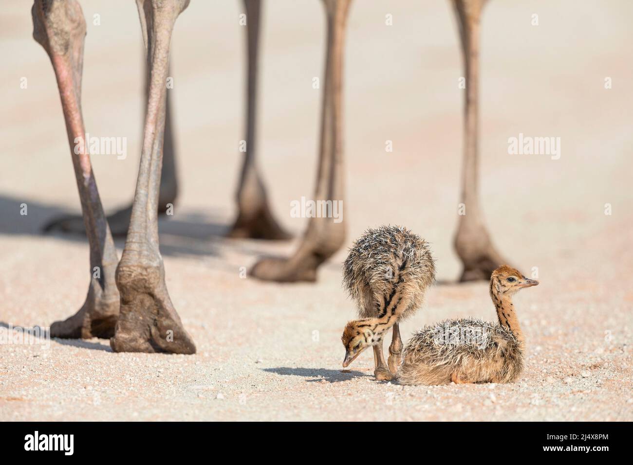 Straußenküken (Struthio camelus), Kgalagadi Transfrontier Park, Südafrika, Januar 2022 Stockfoto