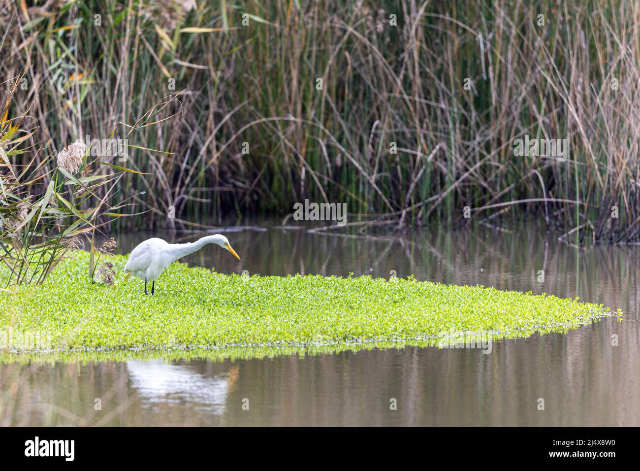 Great Egret (Ardea alba), der im Feuchtgebiet Essen sucht Stockfoto
