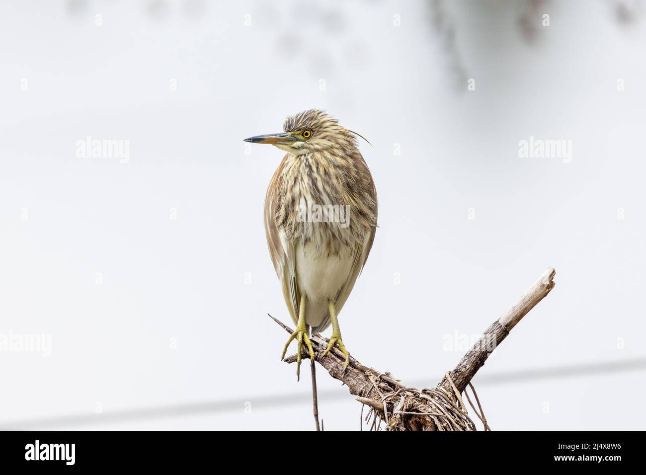 Portrait von Vogel - Chinesische Teich Heron (ardeola Bacchus) Stockfoto