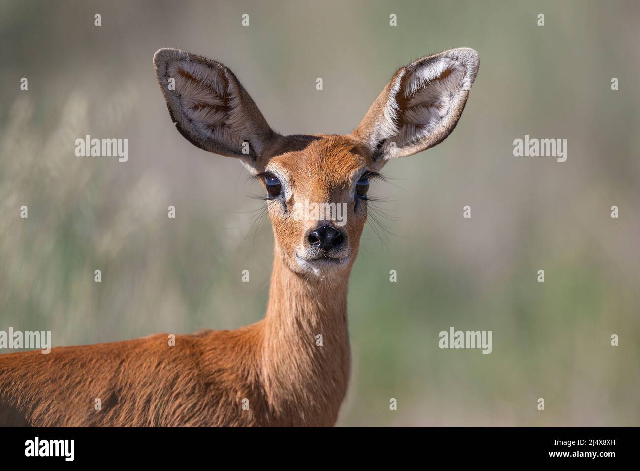 Steenbok (Raphicerus campestris) weiblich, Kgalagadio Transfrontier Park, Nordkap, Südafrika, Januar 2022 Stockfoto