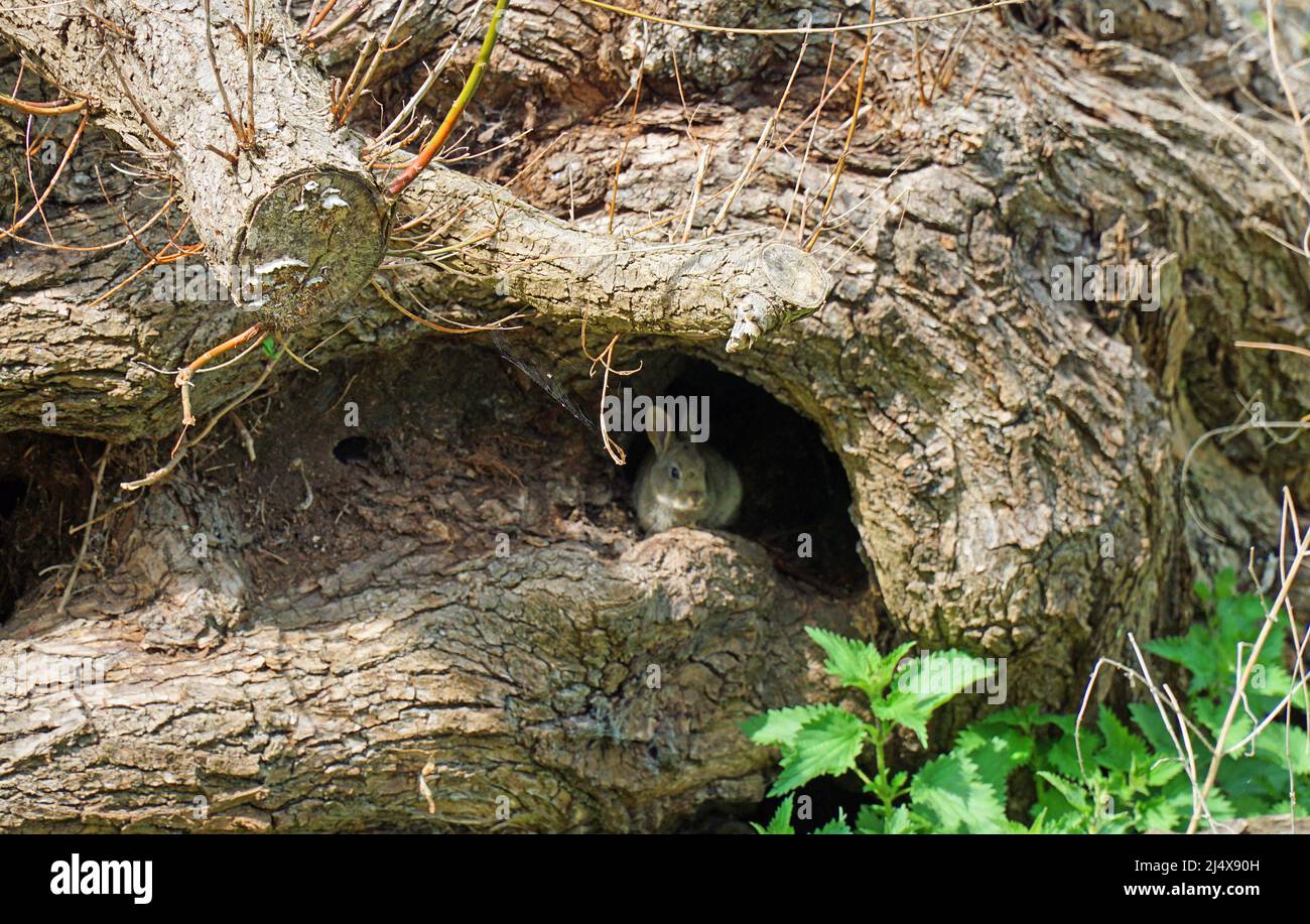 Kaninchen versteckt sich in einem alten Baumstumpf und blickt auf die Kamera. Stockfoto