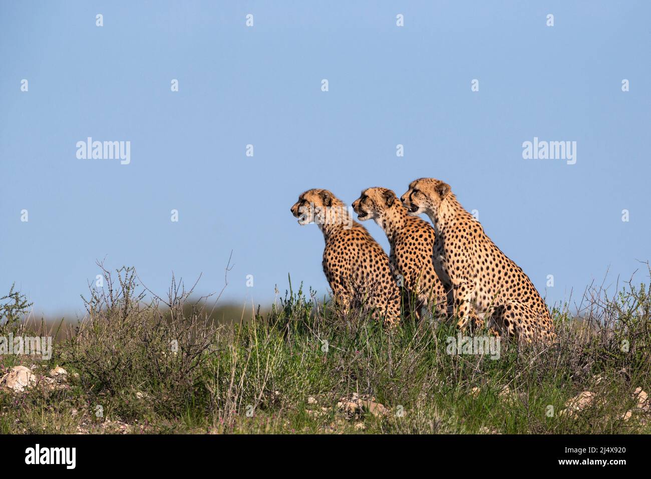 Cheetah (Acinonyx jubatus) Mutter mit jungem Kind, Kgalagadi Transfrontier Park, Nordkap, Südafrika, Februar 2022 Stockfoto