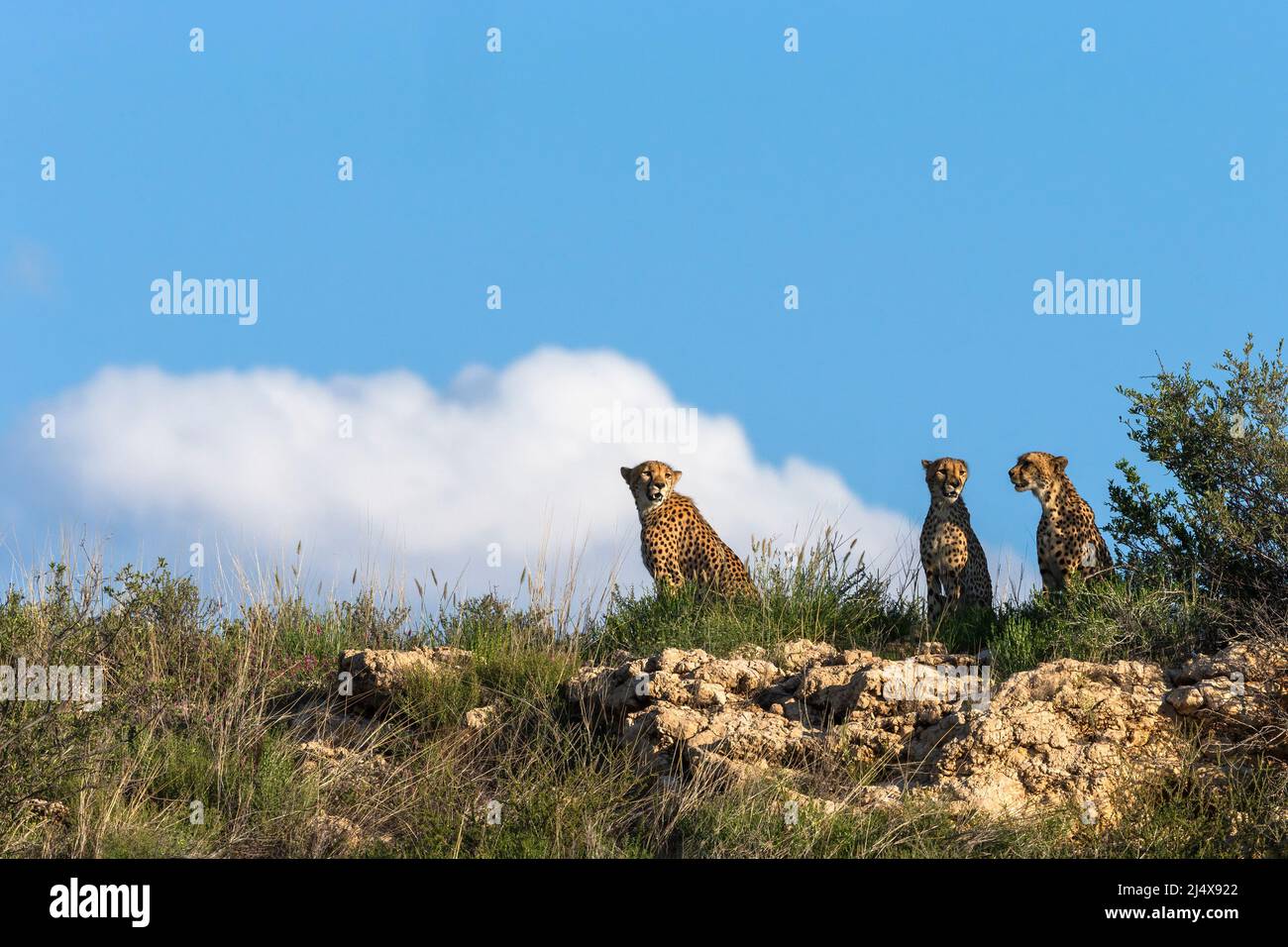 Cheetah (Acinonyx jubatus) Mutter mit jungem Kind, Kgalagadi Transfrontier Park, Nordkap, Südafrika, Februar 2022 Stockfoto