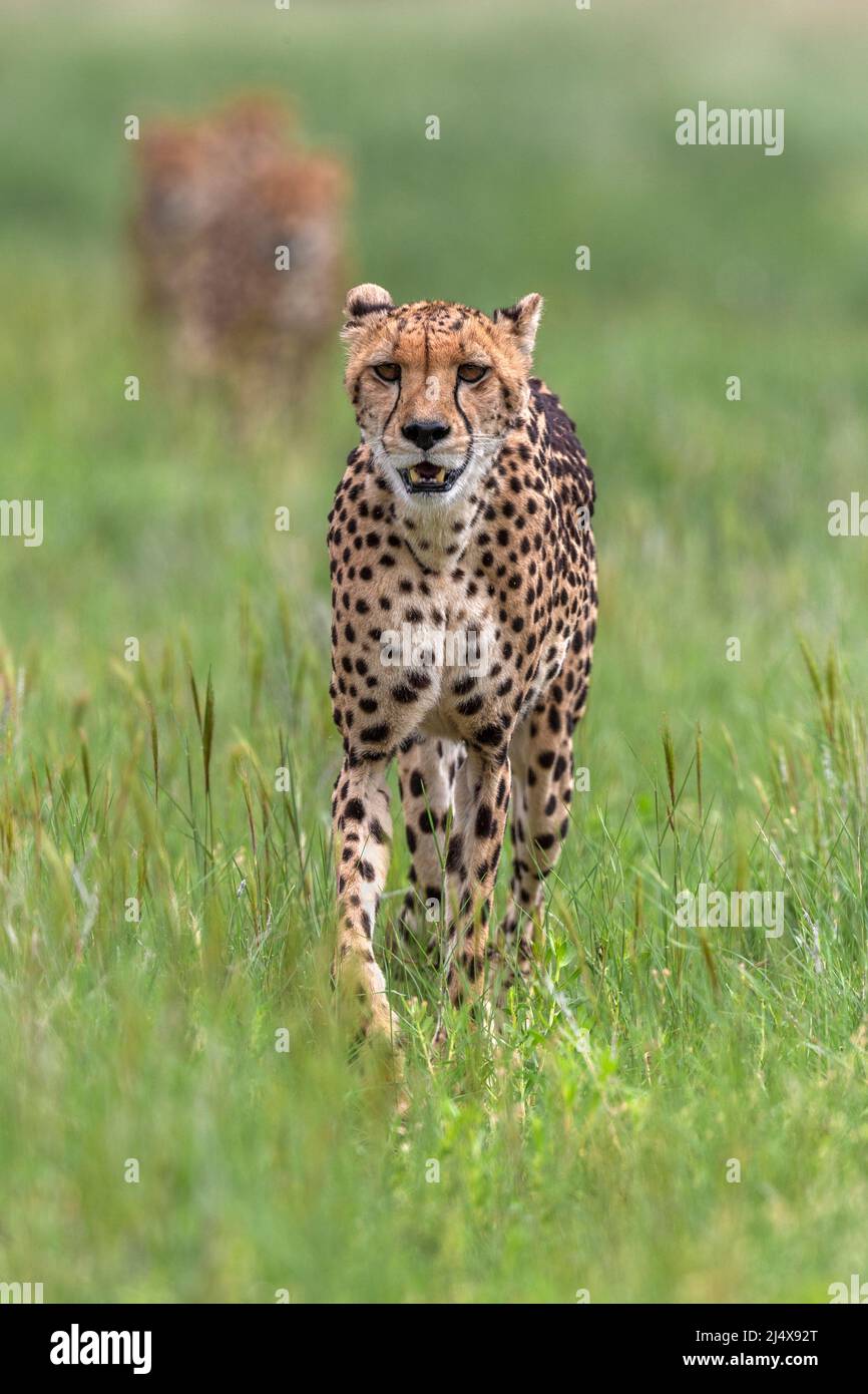Cheetah (Acinonyx jubatus) weiblich, Kgalagadi Transfrontier Park, Nordkap, Südafrika, Februar 2022 Stockfoto