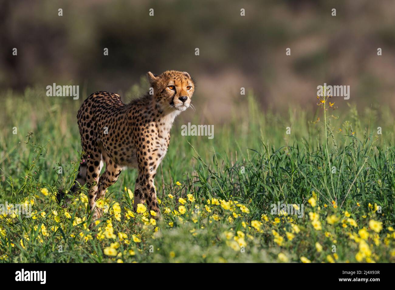 Junger Gepard (Acinonyx jubatus) zwischen Teufelsdornblumen, Kgalagadi Transfrontier Park, Nordkap, Südafrika, Februar 2022 Stockfoto