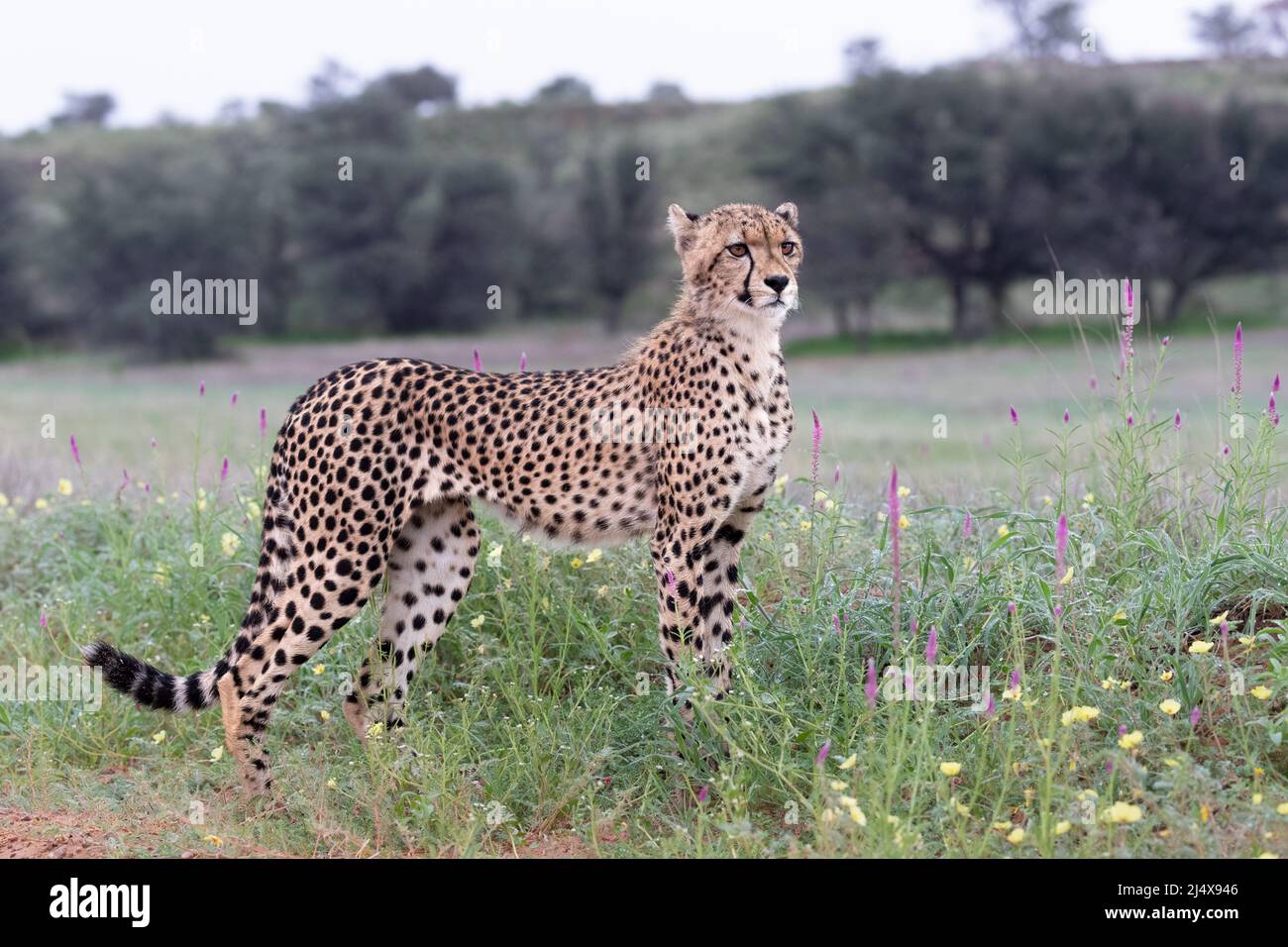 Junge Gepard (Acinonyx jubatus), Kgalagadi Transfrontier Park, Nordkap, Südafrika, Februar 2022 Stockfoto