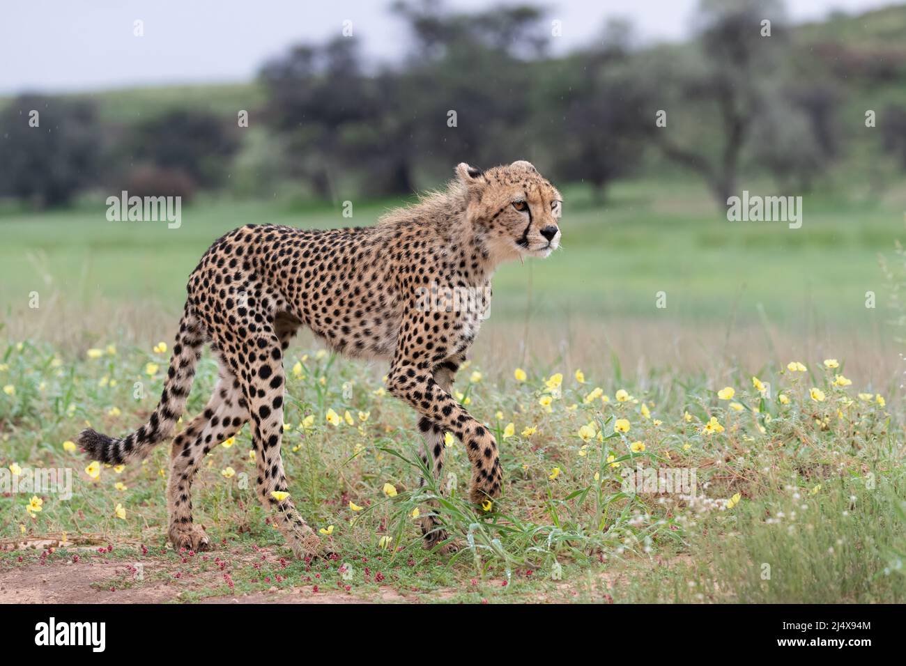 Junge Gepard (Acinonyx jubatus), Kgalagadi Transfrontier Park, Nordkap, Südafrika, Februar 2022 Stockfoto